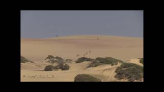 Desert Lion hunting Gemsbok [upl. by Danny]