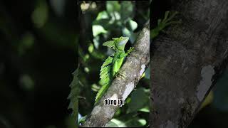 Thằn lằn basiliscus  chúa tể trên mặt nước [upl. by Aihselat105]