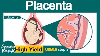 Placenta  Structure and function of Placenta  Development of placenta  USML step 1 [upl. by Leaffar]