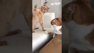 Angry Cats Sound  Cat Fight sound effects shorts cat catvideos catlover catsoftiktok [upl. by Lette]