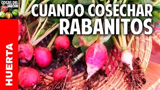 Cuando es el mejor momento para cosechar rabanito y mas trucos cosasdeljardin [upl. by Aamsa]