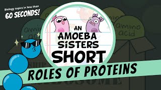 Roles of Proteins  Amoeba Sisters Shorts [upl. by Hesky679]