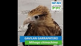 Gavilán garrapatero o milvago chimachima [upl. by Atikehs]