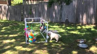 Aurelia Retrievers Puppy Playpen [upl. by Johnna]