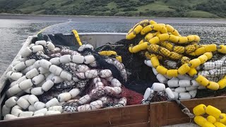 Salmon Seining Kodiak Alaska [upl. by Conrad]