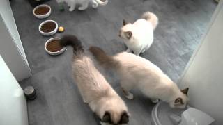 02042016 Chatons Sacré de Birmanie Chatterie des Bibounets Sacrés [upl. by Gilford]