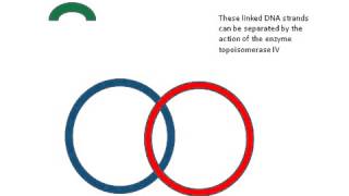 Topoisomerase IV enzyme [upl. by Llenhoj]