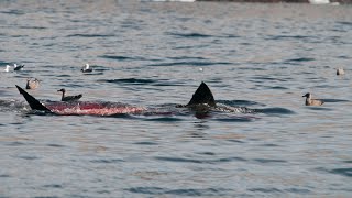 Great White Shark Predation attack and feeding on Elephant Seal at the Farallon Islands [upl. by Letniuq723]