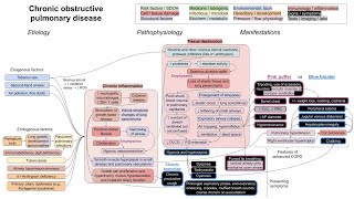 Chronic obstructive pulmonary disease COPD mechanism of disease [upl. by Horatia]