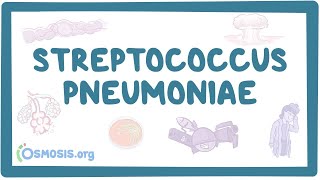 Streptococcus pneumoniae  an Osmosis Preview [upl. by Aerdnaeel]