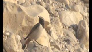 Kurdish Wheatear Oenanthe xanthoprymnaRedrumped Wheatear [upl. by Oinafipe431]