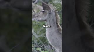 🦌Kudu an AMAZING ANIMAL🦌 [upl. by Coffeng]