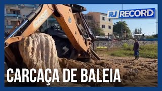 Carcaça de baleia em Macaé [upl. by Burget]