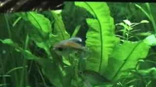 Congo Tetra Fish Breeding [upl. by Ahsinot]