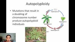 Sympatric Speciation via Polyploidy [upl. by Leugimsiul]