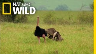 The Flirtatious Ostrich  Wild Wives of Africa [upl. by Huxham247]