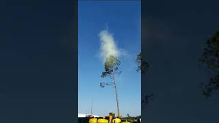 Pollen Cloud Forms During Tree Removal  1023704 [upl. by Moreen]