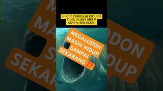 IKAN TERBESAR DIDUNIA ⁉️ MEGALODON MASIH HIDUP ⁉️ youtubeshorts youtube shorts viralvideo fyp [upl. by Antonio]