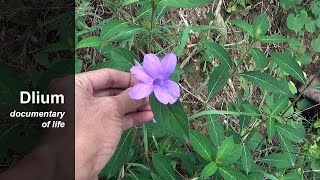 Philippine violet Barleria cristata [upl. by Berkly443]