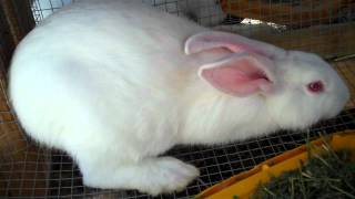 Raising New Zealand White Meat Rabbits From Start to Finish 9 amp10 Weeks Old [upl. by Atinad]