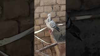 Racer pigeon video [upl. by Upali]