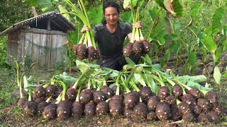 02 year living in forest Revisiting the old house to harvest giant taro [upl. by Aihtnic56]