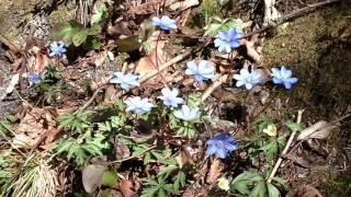 Liverleaf Hepatica nobilis on the wind [upl. by Gosselin]