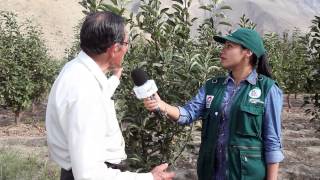 Agro TV  20  Produccion de manzana en Catahuasi [upl. by Ayatahs]