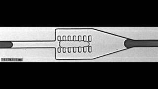 Pillarinduced droplet merging in a microfluidic channel [upl. by Essenaj]