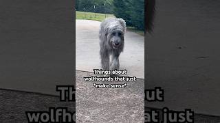 Things about wolfhounds that JUST MAKE SENSE 😅 irishwolfhound [upl. by Libnah369]