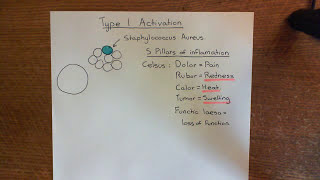 Type 1 Activation of Endothelial Cells Part 1 [upl. by Adnoyek]