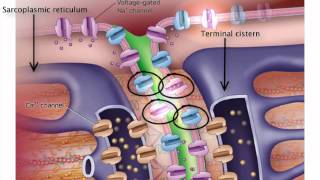 ExcitationContraction Coupling [upl. by Masuh]