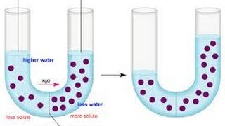 diffusion osmosis and dialysis [upl. by Anaxor]