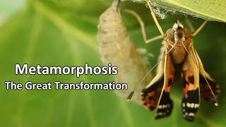 Metamorphosis  The Great Transformation [upl. by Sayed]