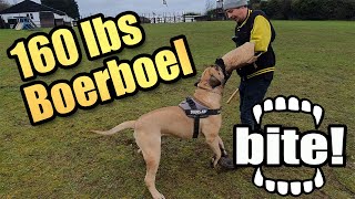 Drax Protection Dog 160lbs Boerboel protection training [upl. by Elsie336]