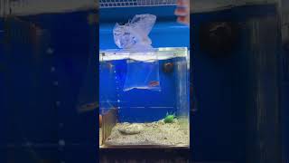 New Arrivals Wrasses fishtank wetpets fishing [upl. by Kinghorn988]