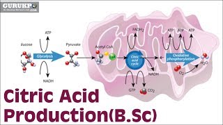 Citric Acid ProductionBSc [upl. by Lah]