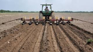 Planting Sorghum x Sudangrass [upl. by Macnair825]