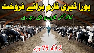 Subhan Dairy Farm  Cow Sale In Punjab  Cow Dairy Farm  Sasta Farm  Pk Janwar Mandi [upl. by Arron154]