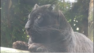 La Panthère noire ou Léopard noir est un félin solitaire et opportuniste  Le Domaine des Fauves [upl. by Dyke]