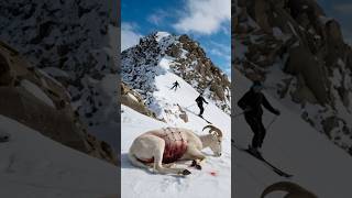 Kind Skier Rescues Seriously Injured Horned Sheep [upl. by Strang]