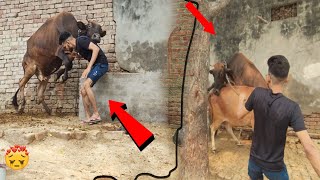 Cow Meeting  Fir se heat per a gai Budhi wali Cow 😭 dailyvlog vlog cow  अब क्या करें [upl. by Greenland]