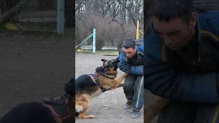 💪Powerful German Shepherd attacks an intruder GUARDODESSA Service dog training Odessa Ukraine [upl. by Leslee]