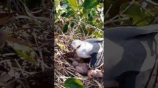 Blackwinged kite Birds with their young and nest [upl. by Hooge]