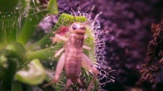 Drosera timelapse 2 [upl. by Htebazile]