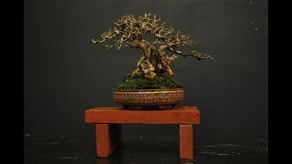 Chinese Sweet Plum Bonsai Sageretia Theezans 6 [upl. by Abie206]