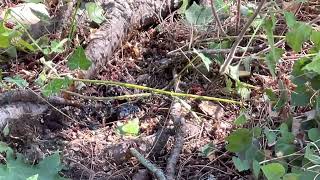 Ground Hornet Nests How Arborists Kill Wasps Fast [upl. by Ycram]