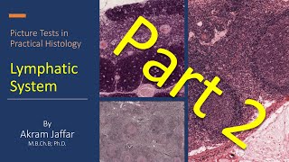 Picture tests in practical histology of lymphatic tissue part 2 [upl. by Jude]