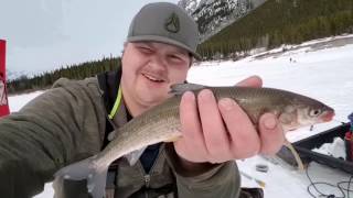 Kananaskis Country Fishing  Char amp Rocky Mountain Whitefish [upl. by Duleba]