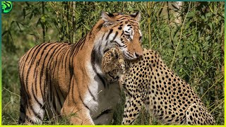 13 Deadliest Tiger Attacks Caught on Camera [upl. by Olraced]